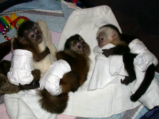 capuchinmonkey-3657.jpg
