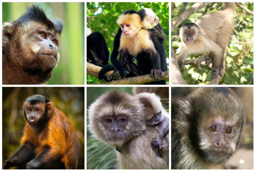 Capuchins-2360.jpg