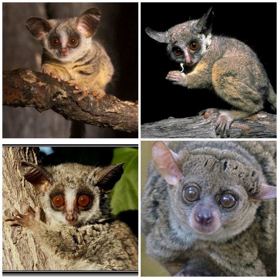 bushbaby-3898.jpg