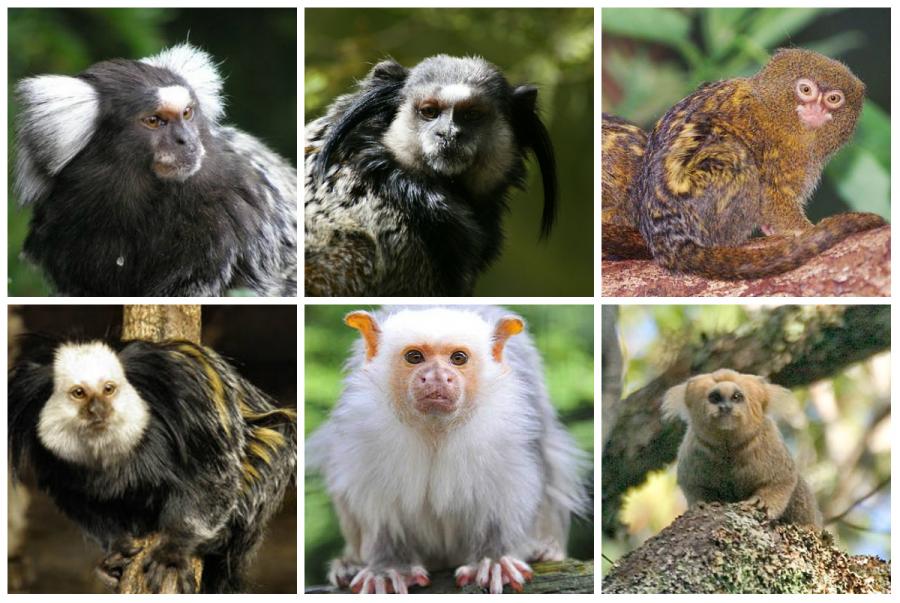 marmosets-3340.jpg