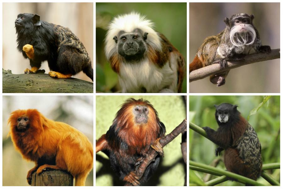 tamarins-2611.jpg